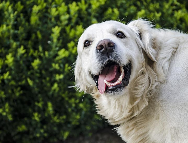 How to Brush Your Pet's Teeth