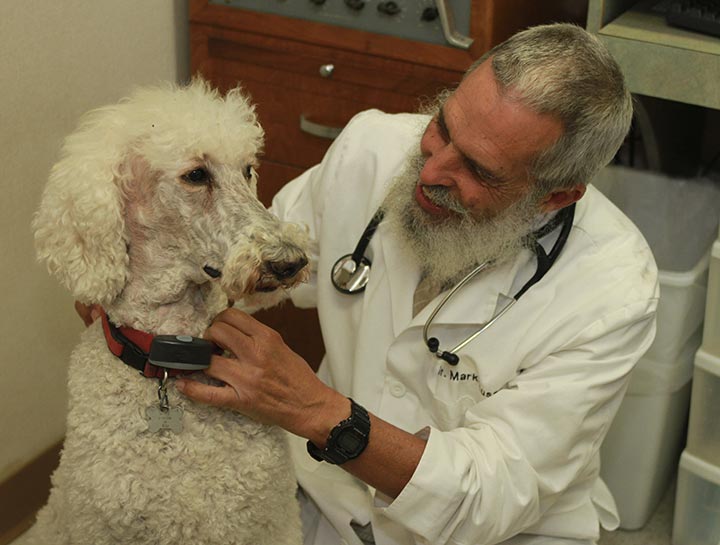 Advanced Pet Pain Management Promotes Healing
